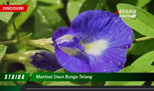 Manfaat Daun Bunga Telang Temuan Dan Wawasan Menakjubkan