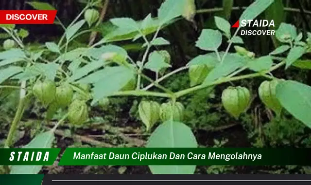 Temukan 7 Khasiat Daun Ciplukan yang Jarang Diketahui