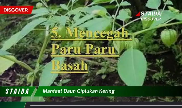 Temukan Manfaat Daun Ciplukan Kering yang Jarang Diketahui!