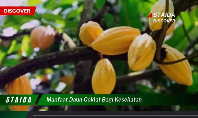 Temukan Manfaat Daun Coklat Bagi Kesehatan yang Jarang Diketahui