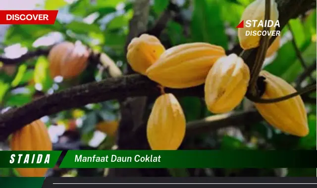 Temukan Manfaat Daun Coklat yang Jarang Diketahui, Anda Pasti Terkejut!