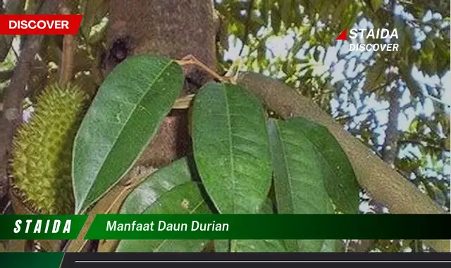 Ketahui 10 Manfaat Daun Durian untuk Kesehatan dan Kecantikan