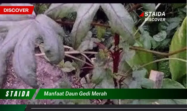 Temukan Manfaat Daun Gedi Merah, Jarang Diketahui!