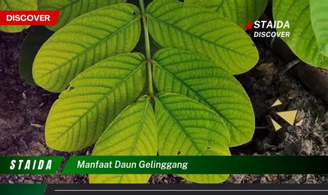 Temukan Manfaat Daun Gelinggang yang Jarang Diketahui