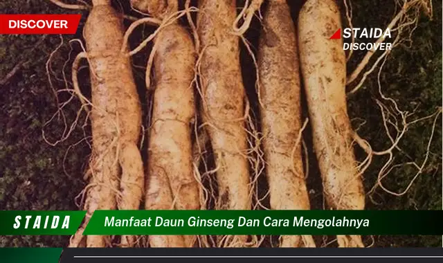 Temukan Manfaat Daun Ginseng yang Jarang Diketahui untuk Kesehatan Anda