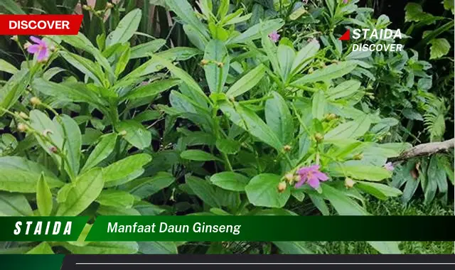 Ungkap Manfaat Tak Terduga dari Daun Ginseng yang Jarang Diketahui