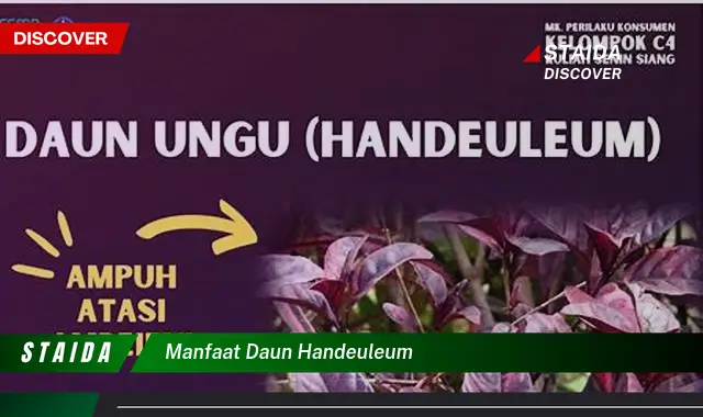 Temukan Manfaat Daun Handeuleum yang Belum Diketahui, Wajib Tahu!