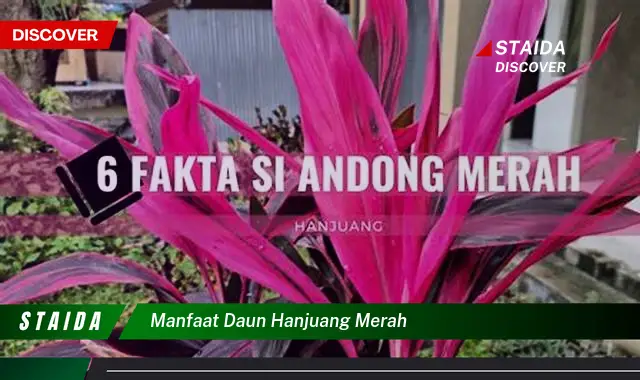 Temukan Manfaat Daun Hanjuang Merah yang Jarang Diketahui