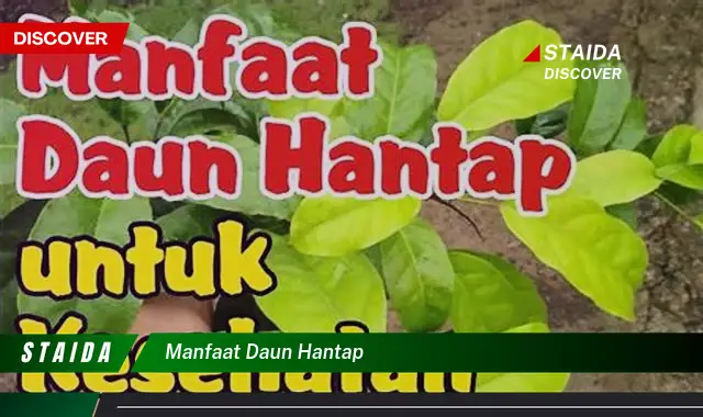 Temukan 7 Manfaat Daun Hantap yang Jarang Diketahui