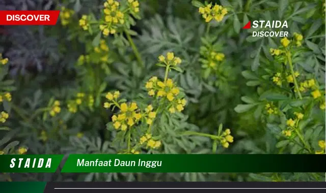 manfaat daun inggu