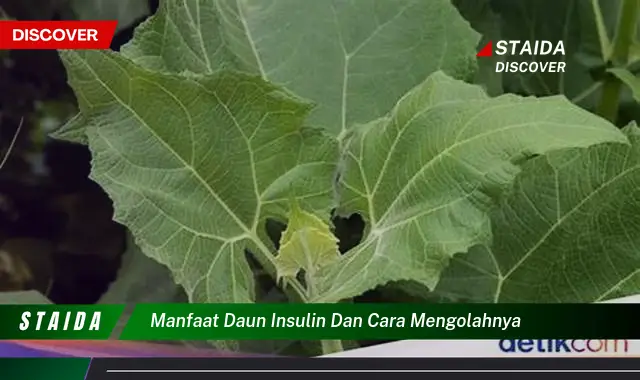 Temukan 7 Manfaat Daun Insulin dan Cara Mengolahnya yang Jarang Diketahui