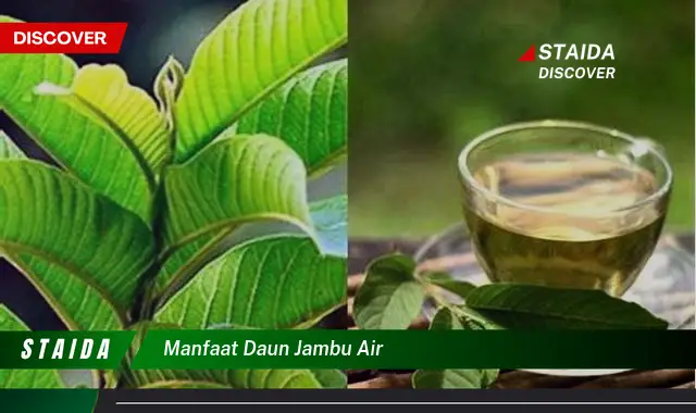 Temukan 7 Manfaat Daun Jambu Air yang Jarang Diketahui untuk Kesehatan!