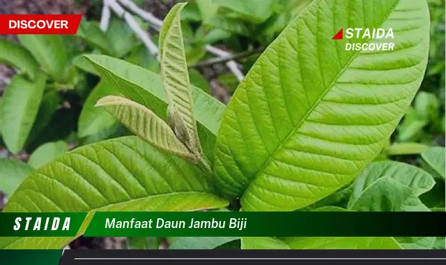 Temukan Manfaat Daun Jambu Biji yang Jarang Diketahui