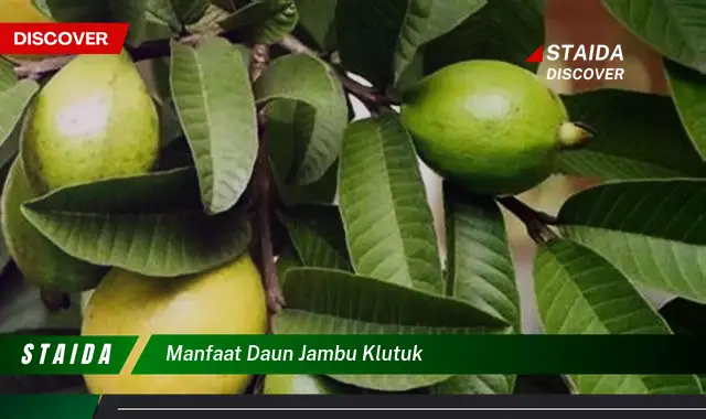 Temukan Manfaat Daun Jambu Klutuk yang Jarang Diketahui