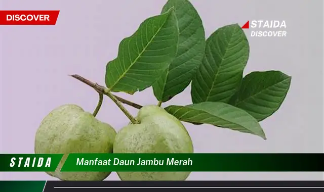 Temukan 7 Manfaat Daun Jambu Merah yang Jarang Diketahui