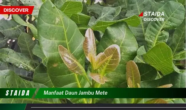 Temukan 7 Manfaat Daun Jambu Mete yang Jarang Diketahui