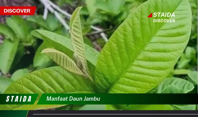 Temukan Manfaat Daun Jambu yang Jarang Diketahui