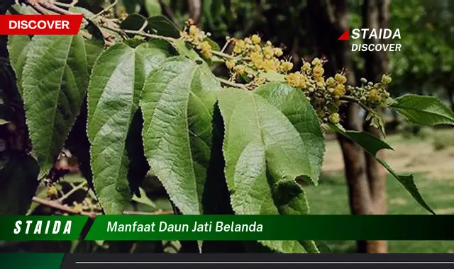 Temukan Manfaat Daun Jati Belanda yang Jarang Diketahui!