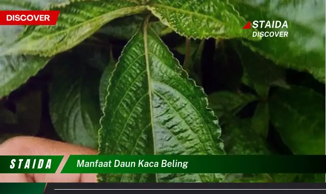 Manfaat Daun Kaca Beling yang Jarang Diketahui