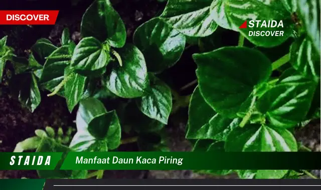 Temukan Manfaat Daun Kaca Piring yang Jarang Diketahui