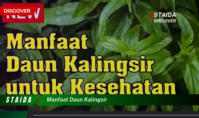 manfaat daun kalingsir