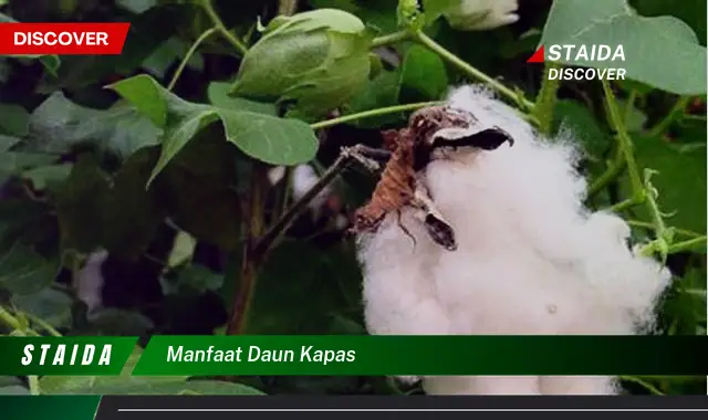 manfaat daun kapas