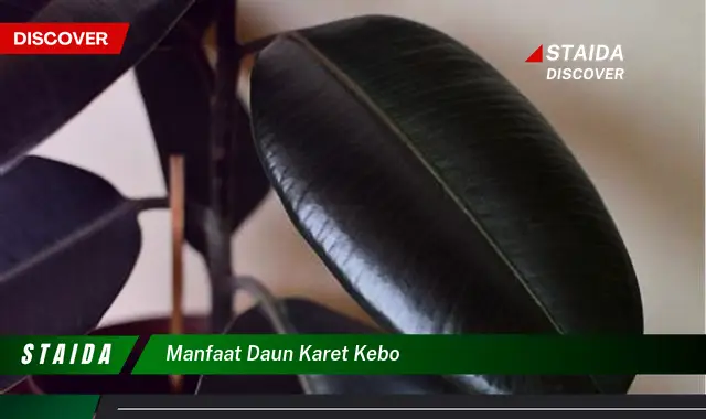 Temukan Manfaat Daun Karet Kebo yang Jarang Diketahui