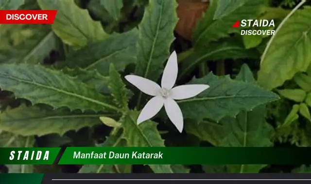 Temukan Manfaat Daun Katarak yang Jarang Diketahui untuk Kesehatan Mata