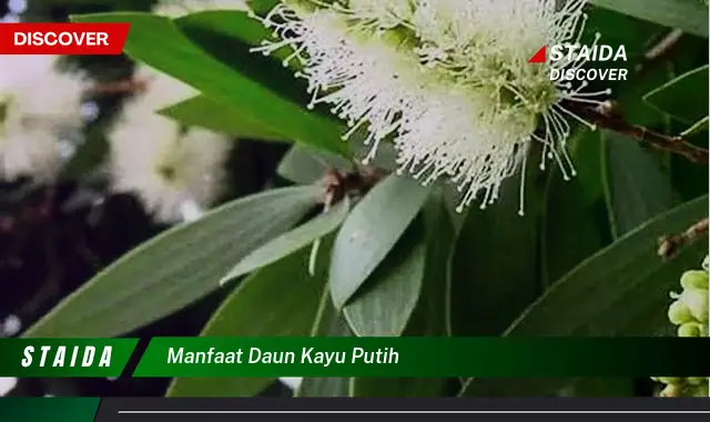 Temukan Manfaat Daun Kayu Putih yang Jarang Diketahui