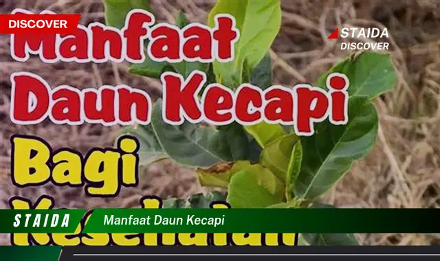 Temukan Khasiat Daun Kecapi yang Jarang Diketahui, Wajib Tahu!