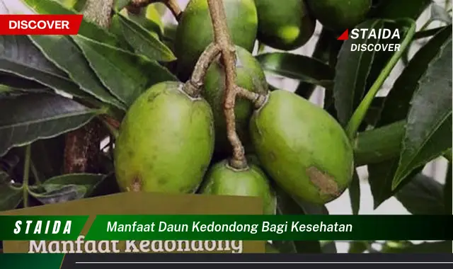 Ketahui 10 Manfaat Daun Kedondong bagi Kesehatan, Dari Akar Hingga Daun