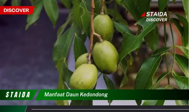 Temukan 7 Manfaat Daun Kedondong yang Jarang Diketahui