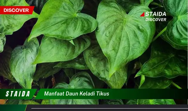 Temukan Manfaat Daun Keladi Tikus yang Jarang Diketahui