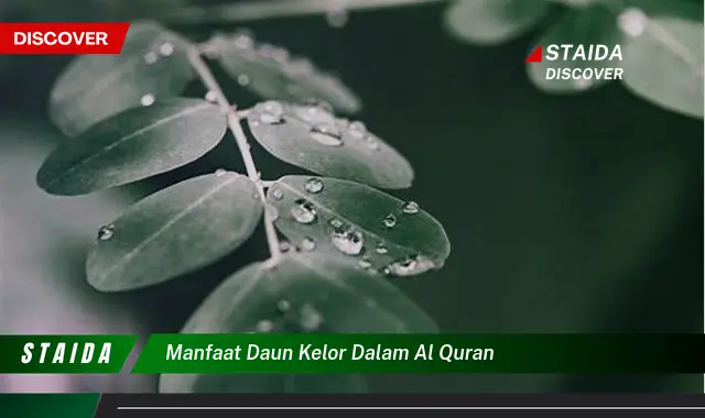 Ketahui 8 Manfaat Daun Kelor yang Disebutkan dalam Al,Quran dan Hadits untuk Kesehatan