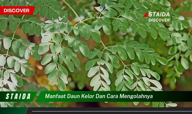 Ketahui 8 Manfaat Daun Kelor untuk Kesehatan dan Cara Mengolahnya dengan Mudah