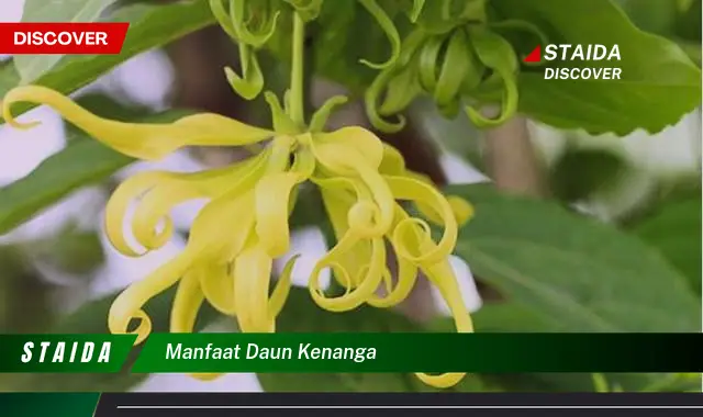 manfaat daun kenanga