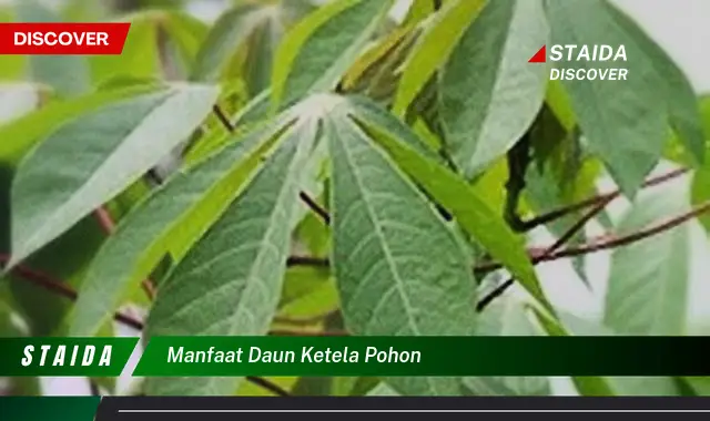 Ungkap 7 Manfaat Daun Ketela Pohon yang Jarang Diketahui