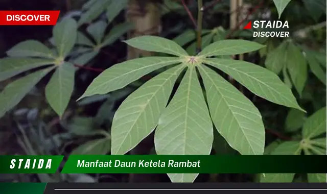 Temukan Manfaat Daun Ketela Rambat yang Jarang Diketahui