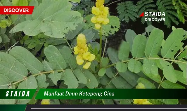 Temukan 7 Manfaat Daun Ketepeng Cina Yang Jarang Diketahui