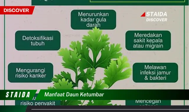 Temukan Manfaat Daun Ketumbar yang Jarang Diketahui, Penting untuk Kesehatan Anda!