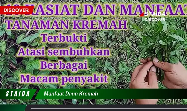 Ungkap Manfaat Daun Kremah yang Jarang Diketahui