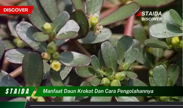 Temukan 7 Manfaat Daun Krokot yang Jarang Diketahui, Penuh Kejutan!