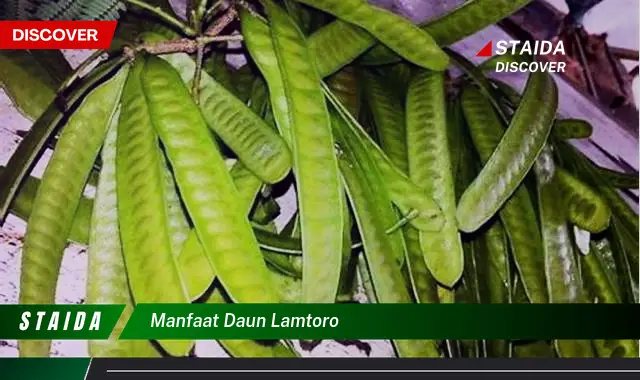 manfaat daun lamtoro