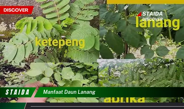 Temukan 7 Manfaat Daun Lanang yang Jarang Diketahui, Anda Perlu Tahu!