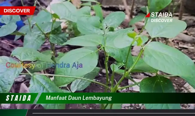 Temukan 7 Khasiat Daun Lembayung yang Jarang Diketahui, Wajib Dicoba!