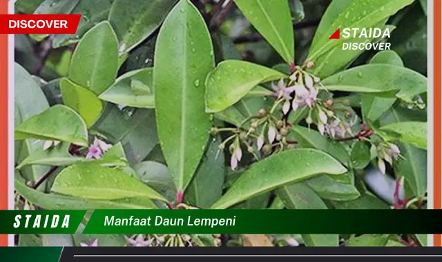 manfaat daun lempeni