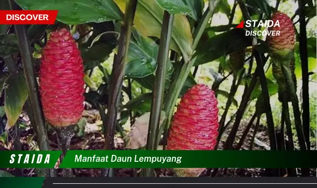 Temukan Manfaat Daun Lempuyang Yang Jarang Diketahui