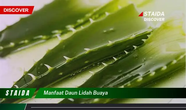 Temukan 7 Manfaat Daun Lidah Buaya yang Jarang Diketahui