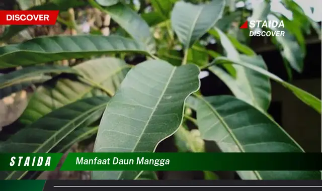 7 Manfaat Daun Mangga yang Jarang Diketahui