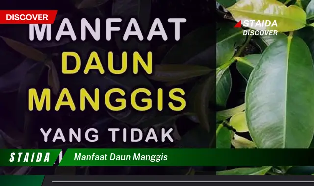 7 Manfaat Daun Manggis Jarang Diketahui yang Akan Mengejutkan Anda